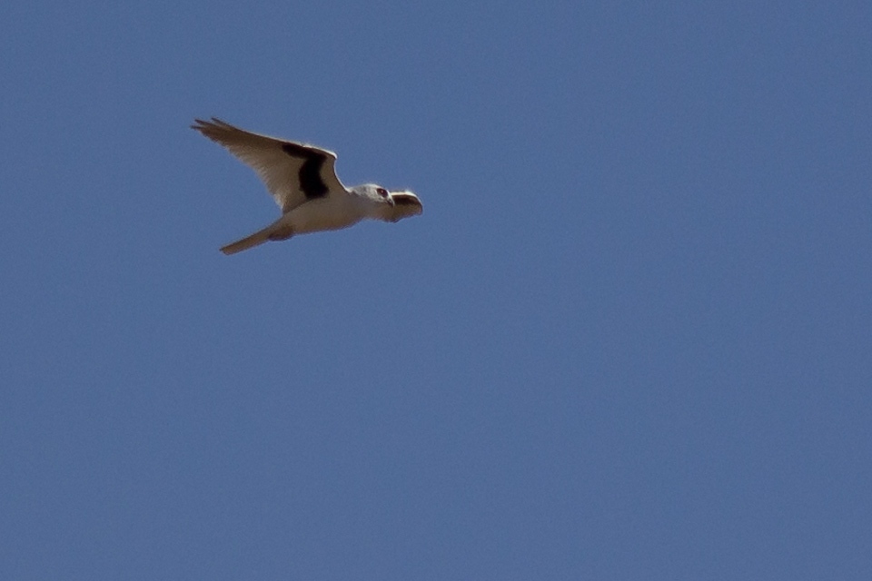 Letter-winged Kite (Elanus scriptus)